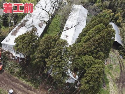 鶏舎周り伐採着工前